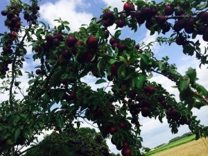 Śliwki w Bigosie, zalewane czerwonym winem... nad Loarą